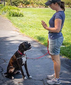 Puppy Training - Dog Training - Call Karla Gran at 408-772-3536